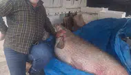 Fırat Nehri'nde dev av 130 kiloluk turna balığı tezgaha sığmadı