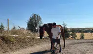 Yarış pistinden emekli olan at fizik tedaviyle hayata dönüyor