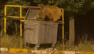 Sivas'ta çöp konteynerine dadanan ayılar görüntülendi