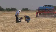 Şanlıurfa çiftçisi tarlayı sürmeden daha çok kazanıyor