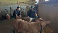 Aydıntepe köylerinde buzağılar için sağlık mesaisi bitti