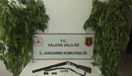 Yalova’da sera görünümlü uyuşturucu tarlasına jandarma baskını