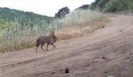 Ganos Dağları gizli yaşamı fotokapanlara yakaladı