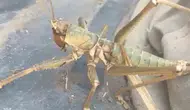 Siirt sokaklarında görenleri korkutan dev çekirge