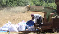 Hataylı çiftçiler 40 derecede buğday hasadıyla mücadele ediyor