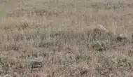 Gercüşlü çiftçilerin yeni kabusu yaban domuzu sürüsü