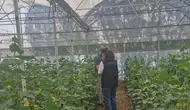 Uşaklı çiftçilerin tarlalarında zehirli madde denetimi başladı