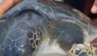 Samandağ açıklarında oltaya takılan caretta carettaya balıkçı eli değdi