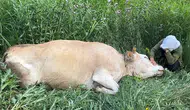 Yüksekova’da geçim kaynağını kaybeden aile çaresiz kaldı