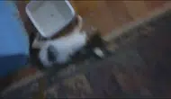 Amasya'da evdeki sekiz kedi ölü bulundu