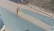Silivri'de köpeklerin üzerine aracını süren sürücü cezaevine gönderildi