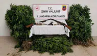 Ödemiş ormanlarında yasa dışı kenevir tarlasına jandarma baskını