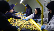 Malatya kayısısı Avrupa yollarında