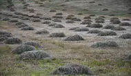 Faraşin Yaylası’nda kış hazırlıkları zirve yaptı