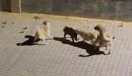 Kuşadası'nda köpeklerin kıstırdığı domuzu sürüsü son anda kurtardı
