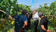 Sarıgöl bağlarında hasat heyecanı başladı