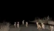 Gercüş yolunda gece yarısı kurt sürüsüyle karşılaştılar