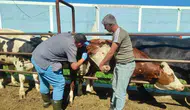 Afyonkarahisar’da hayvanlarda tüberküloz taraması başladı