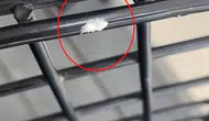 İnegöl’de görülen gizemli böcek şaşkınlık yarattı