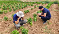 Başmakçı tarlalarında ürün takibi başladı