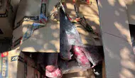 Alanya'da sağlıksız 300 kilo ete zabıta baskını
