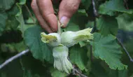 Giresun fındığında sahte bolluk tehlikesi