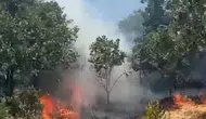 Gemlik'teki anız yangını ormanlık alana sıçramadan durduruldu