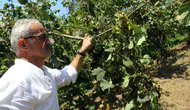 Fındıkta hasat öncesi fiyat gerilemesi üreticiyi tedirgin ediyor