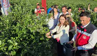 Bartın'da yaban mersini bereketi yaşanıyor