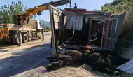 Mersin yolunda tır kazası Onlarca hayvan telef oldu