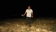 Kastamonu'da çiftçiler beyaz altın sarımsaklarını hırsızlardan korumak için nöbet tutuyor