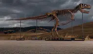 Tarihi T-Rex satışı: 67 milyon yıllık dinozor iskeletine rekor ücret!