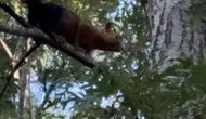 Olukbaşı Yaylası'nda sevimli sincabın yiyecek arayışı kameraya yansıdı
