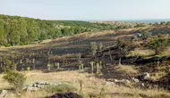 Tokat'ta tarım arazisi alevlere teslim oldu