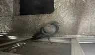 Diyarbakırda sekizinci kattaki evde şaşırtan misafir