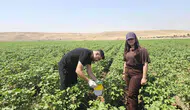 Cizre pamuk tarlalarında kimyasal ilaç devri kapanıyor
