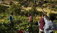 Mersin dev bir film platosuna dönüşüyor