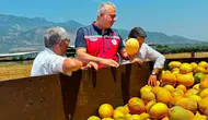 Kırıkhan’ın tescilli kavunu tarladan sofralara inmeye başladı