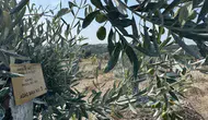 Milas’ta taşınan zeytin ağaçları bir yılda meyveye döndü