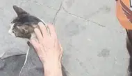 Eskişehirde iki bina arasında mahsur kalan kediye kurtarma operasyonu