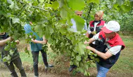 Samsun fındığında geri sayım başladı