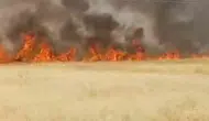 Şanlıurfa’da buğday hasadı öncesi 45 dönüm alan küle döndü