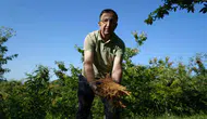 Kestane ağaçlarının dökülen çiçekleri artık sofralarda şifa kaynağı oluyor