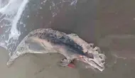 Kumbağ sahilinde üzücü manzara