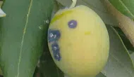 Salihli zeytin bahçelerinde kabuklubit alarmı başladı