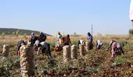 Sandıklı patatesinde yüzleri güldüren fiyat artışı