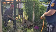 Düzce'de demir parmaklıklarda mahsur kalan köpek kurtarıldı