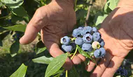Orhaneli çiftçisi tonlarca meyveyi çöpe gitmekten kurtarmak istiyor