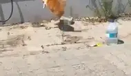Tekirdağ sokaklarında kedi ve yılanın nefes kesen düellosu