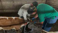 Bayburt'ta hayvancılık için kritik aşama tamamlandı